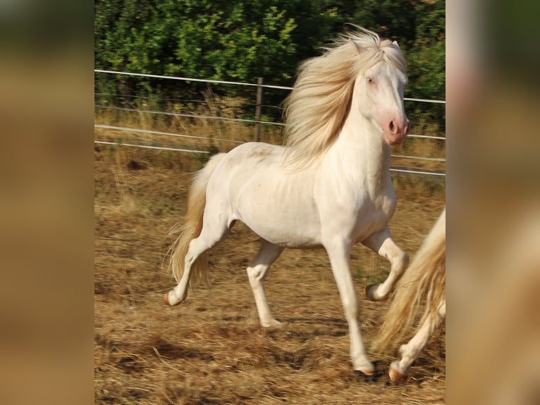 IJslander Hengst 4 Jaar 130 cm Cremello in Saarland