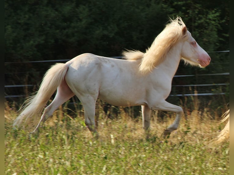 IJslander Hengst 4 Jaar 130 cm Cremello in Saarland