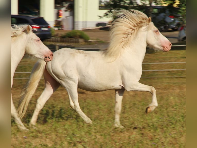 IJslander Hengst 4 Jaar 130 cm Cremello in Saarland