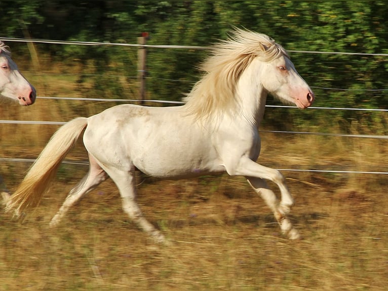 IJslander Hengst 4 Jaar 130 cm Cremello in Saarland