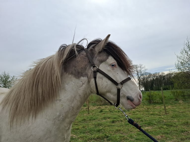 IJslander Hengst 4 Jaar 132 cm Tobiano-alle-kleuren in Langeveen