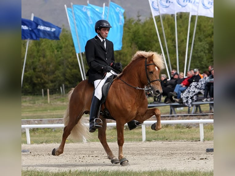 IJslander Hengst 4 Jaar 138 cm Gevlekt-paard in WEDDELBROOK