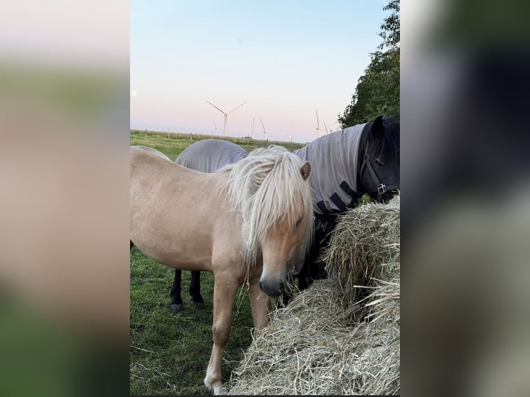 IJslander Hengst 4 Jaar 140 cm Palomino in Ostenfeld