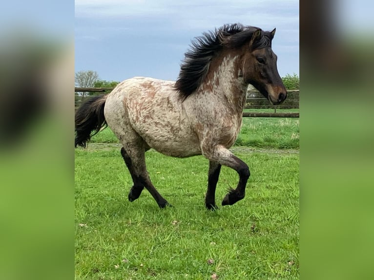 IJslander Hengst 4 Jaar 140 cm Roan-Bay in Dedendorf