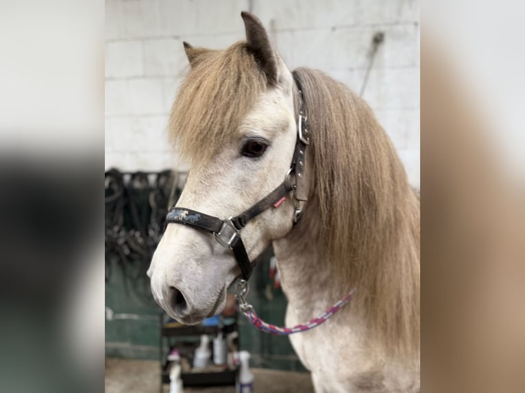 IJslander Hengst 4 Jaar 140 cm Schimmel in Herscheid