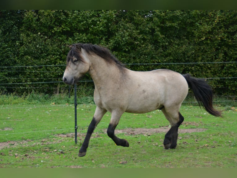 IJslander Hengst 4 Jaar 142 cm in NehmsBlunk IJslander Hengst 4 Jaar 142 cm in NehmsBlunk