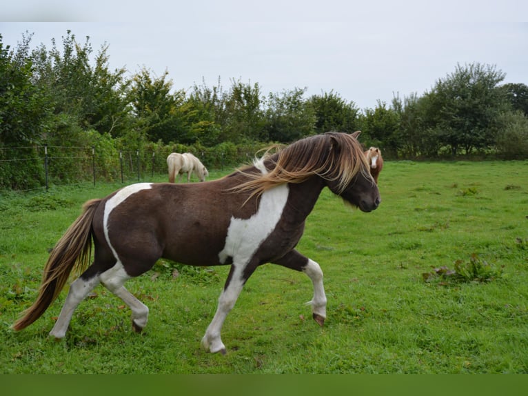 IJslander Hengst 4 Jaar 142 cm Gevlekt-paard in Blunk IJslander Hengst 4 Jaar 142 cm Gevlekt-paard in Blunk
