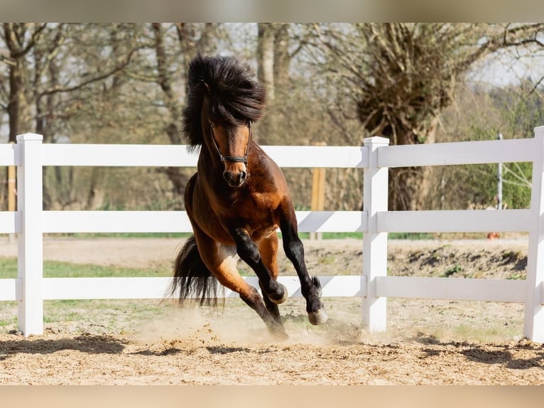 IJslander Hengst 4 Jaar 143 cm Bruin in Lehmrade