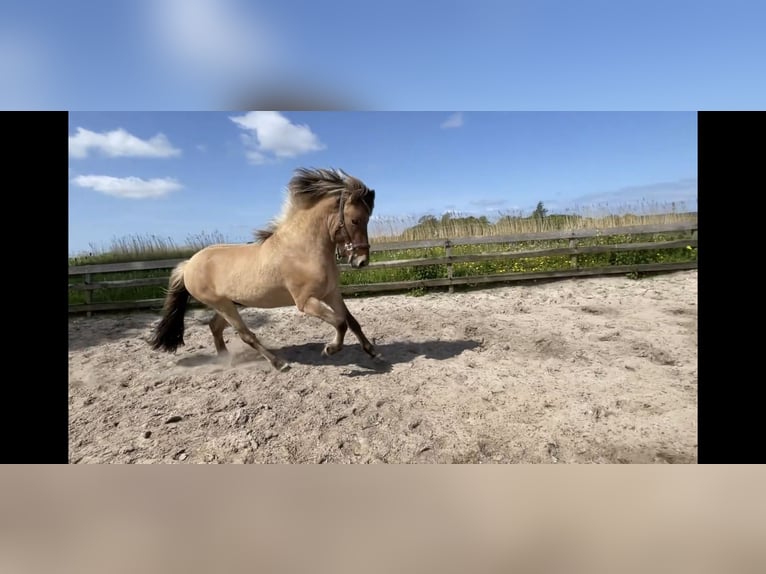 IJslander Hengst 4 Jaar 145 cm Falbe in Bergen (NH)