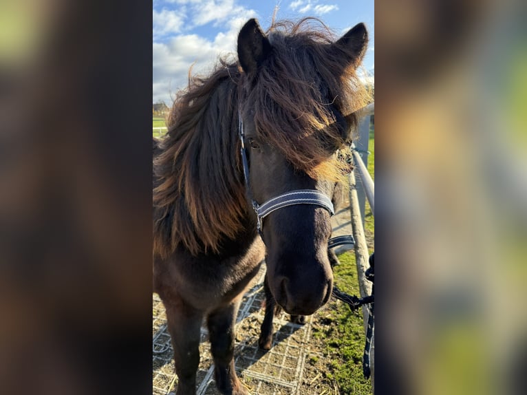 IJslander Hengst 4 Jaar Zwart in Zell an der Pram