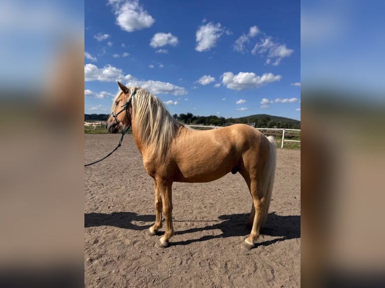 IJslander Hengst 5 Jaar 129 cm Palomino in Jurowce
