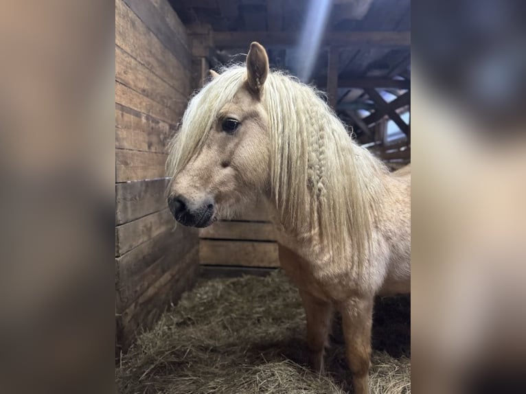 IJslander Hengst 5 Jaar 129 cm Palomino in Jurowce