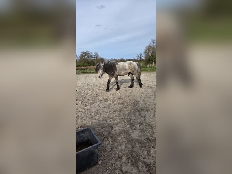 IJslander Hengst 5 Jaar 135 cm Appelschimmel in Rhauderfehn