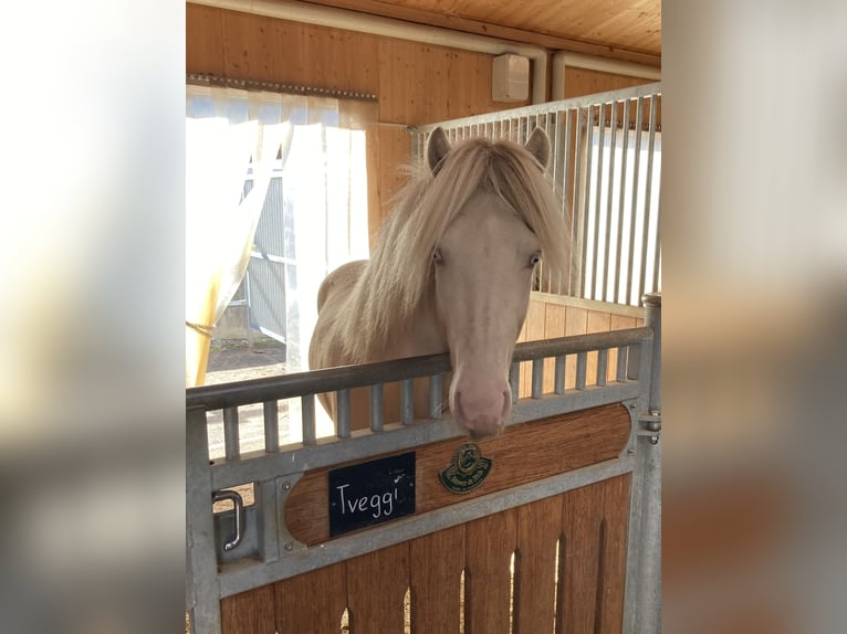 IJslander Hengst 5 Jaar 139 cm Perlino in Lyss