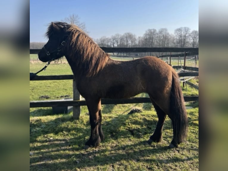 IJslander Hengst 5 Jaar 140 cm Zwart in Staufenberg