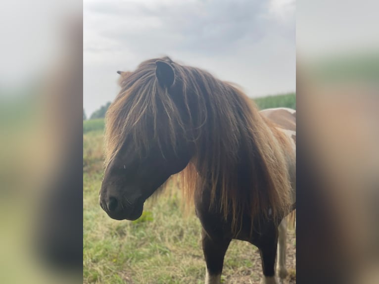 IJslander Hengst 5 Jaar 142 cm Gevlekt-paard in Blunk