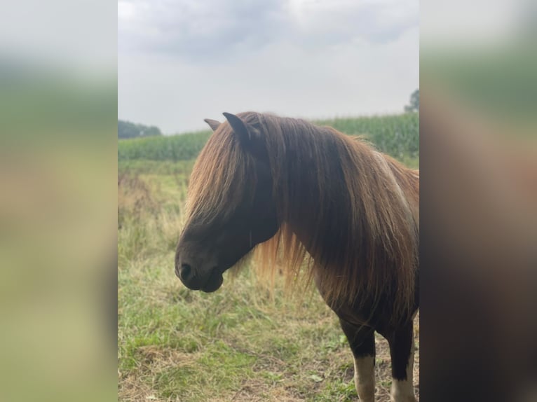 IJslander Hengst 5 Jaar 142 cm Gevlekt-paard in Blunk