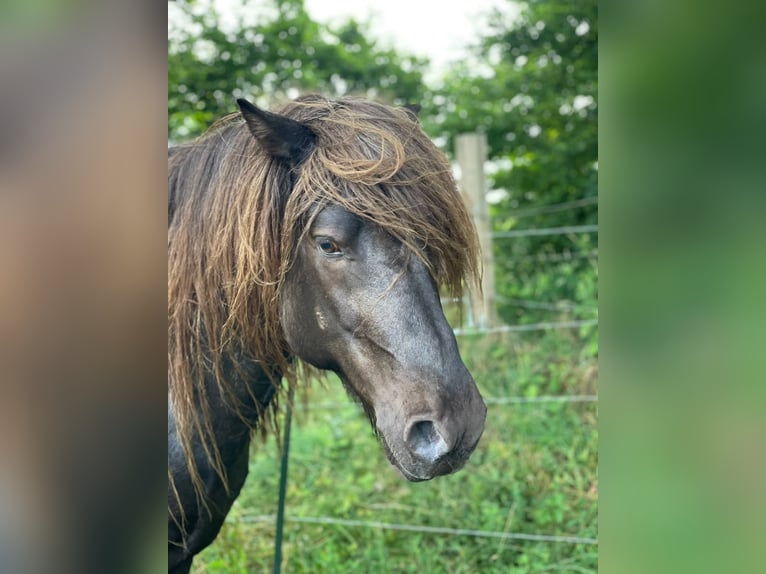 IJslander Hengst 5 Jaar 142 cm Gevlekt-paard in Blunk