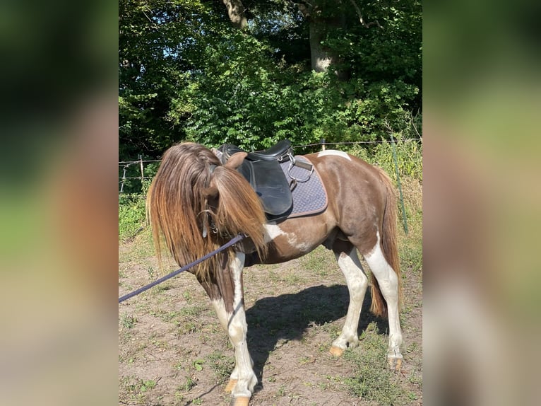 IJslander Hengst 5 Jaar 142 cm Gevlekt-paard in Blunk