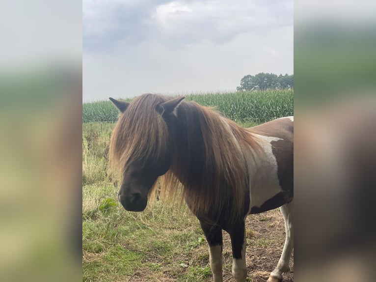 IJslander Hengst 5 Jaar 142 cm Gevlekt-paard in Blunk