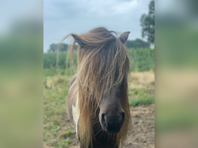 IJslander Hengst 5 Jaar 142 cm Gevlekt-paard in Blunk
