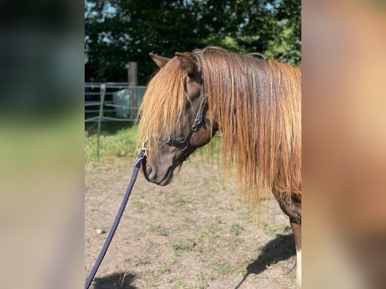 IJslander Hengst 5 Jaar 142 cm Gevlekt-paard in Blunk