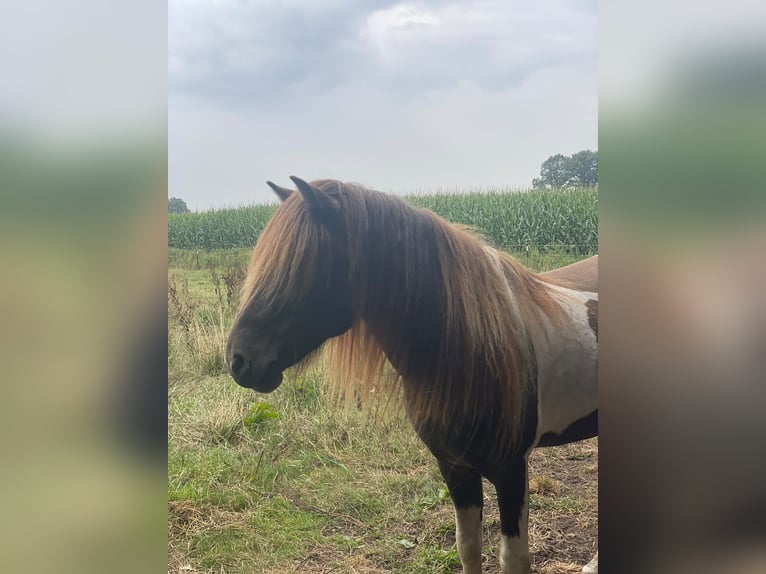 IJslander Hengst 5 Jaar 142 cm Gevlekt-paard in Blunk