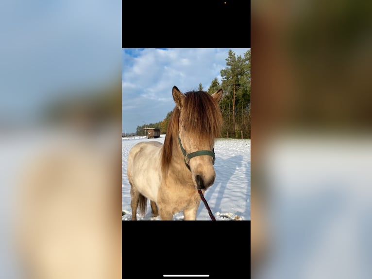 IJslander Hengst 5 Jaar 142 cm Gevlekt-paard in Hatten