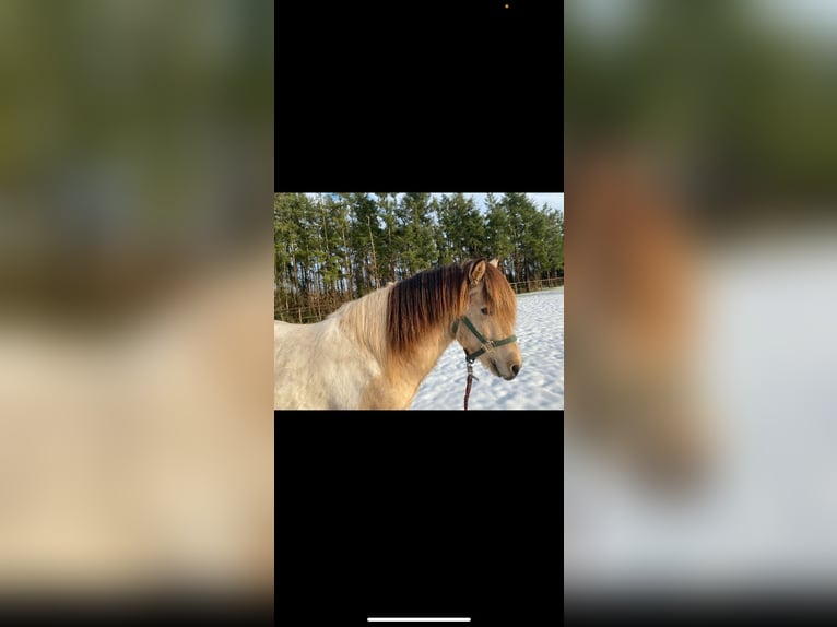 IJslander Hengst 5 Jaar 142 cm Gevlekt-paard in Hatten