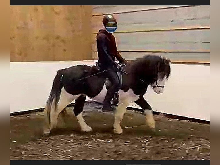 IJslander Hengst 5 Jaar Gevlekt-paard in Süd-Island