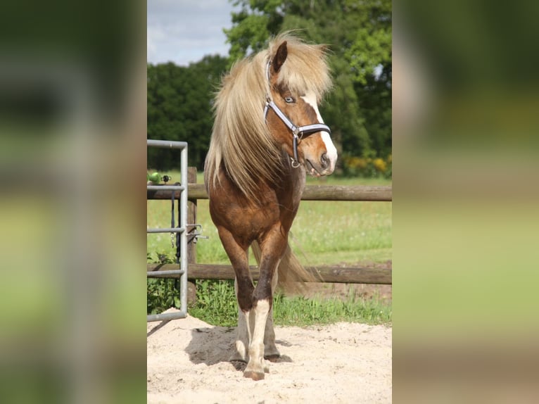 IJslander Hengst 6 Jaar 140 cm Gevlekt-paard in Neustadt am Rübenberge