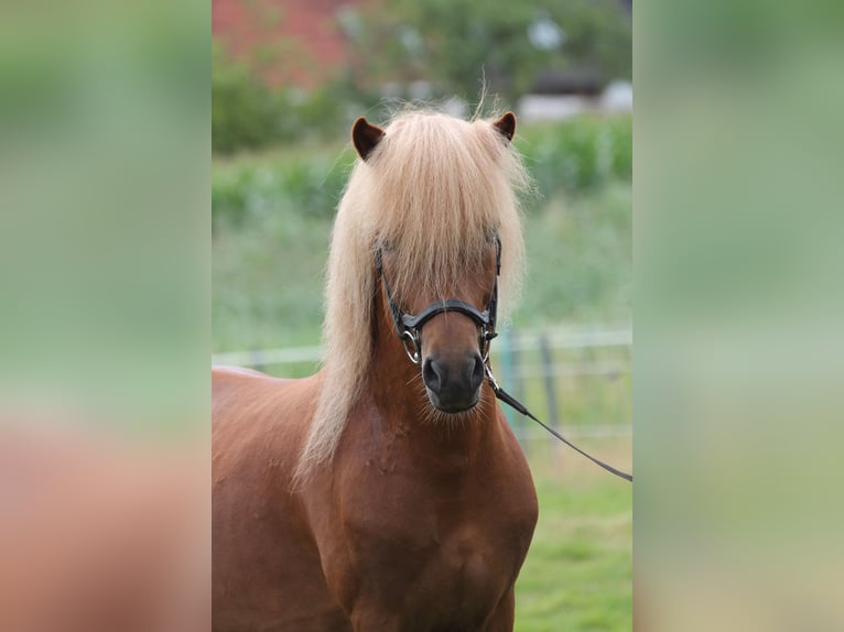 IJslander Hengst 6 Jaar 141 cm Vos in Lingen