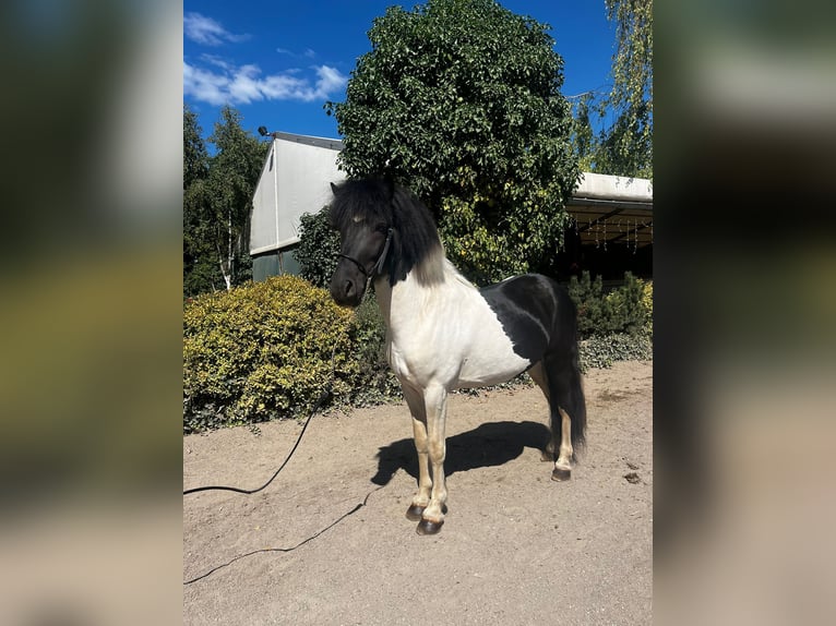 IJslander Hengst 7 Jaar 134 cm Gevlekt-paard in Bad Honnef