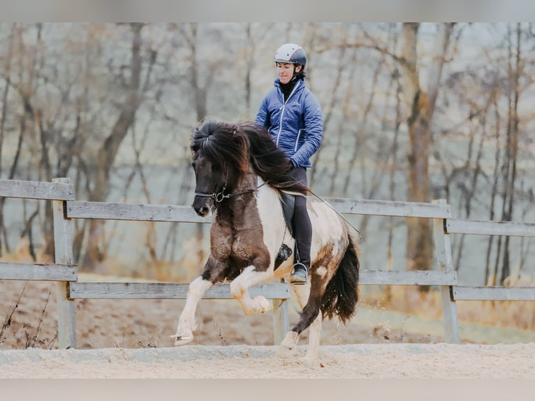 IJslander Hengst 7 Jaar 150 cm Gevlekt-paard in Taufkirchen an der Trattnach