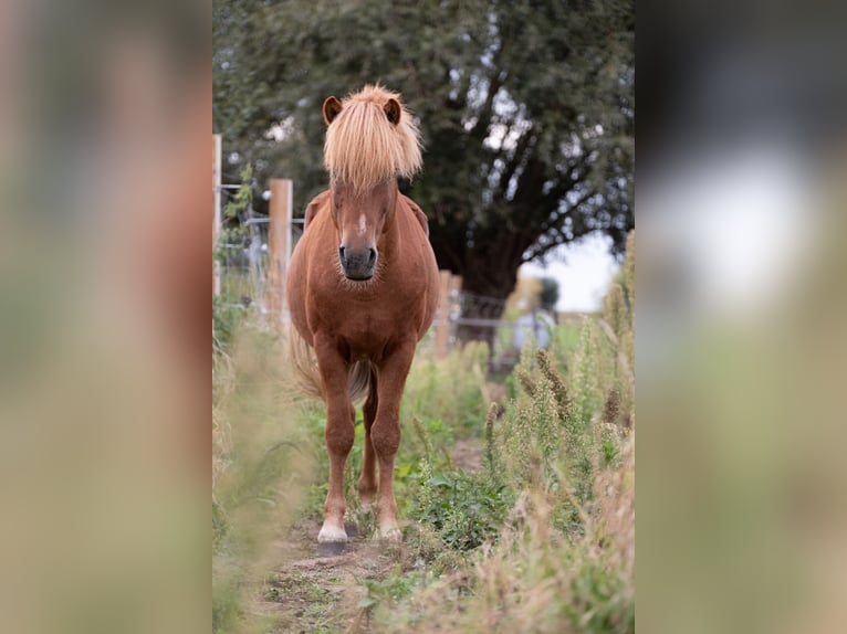 IJslander Hengst 7 Jaar Vos in Geraardsbergen