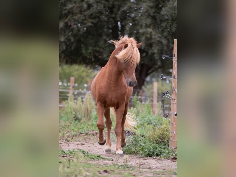 IJslander Hengst 7 Jaar Vos in Geraardsbergen