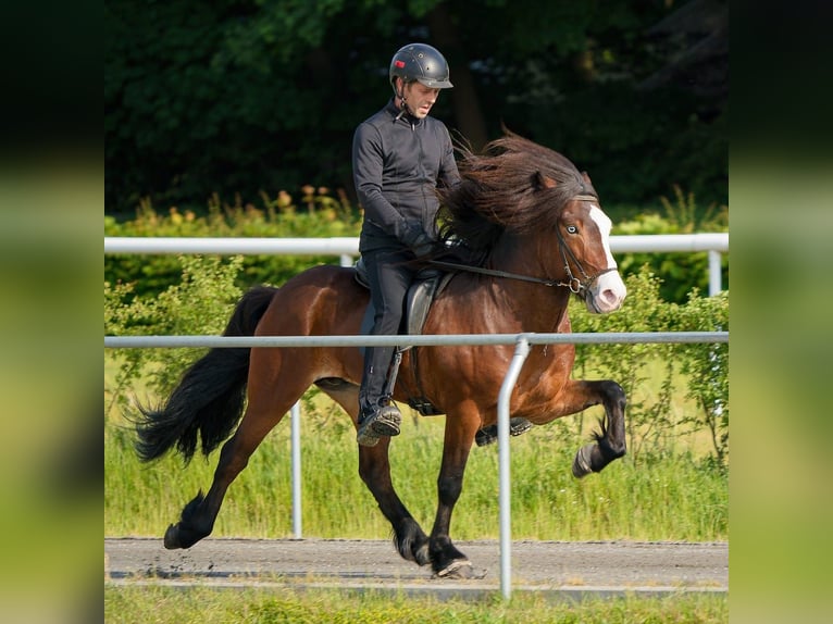 IJslander Hengst Bruin in Lebach