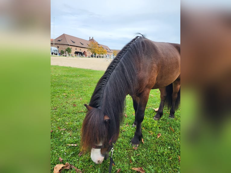 IJslander Hengst Bruin in Lebach