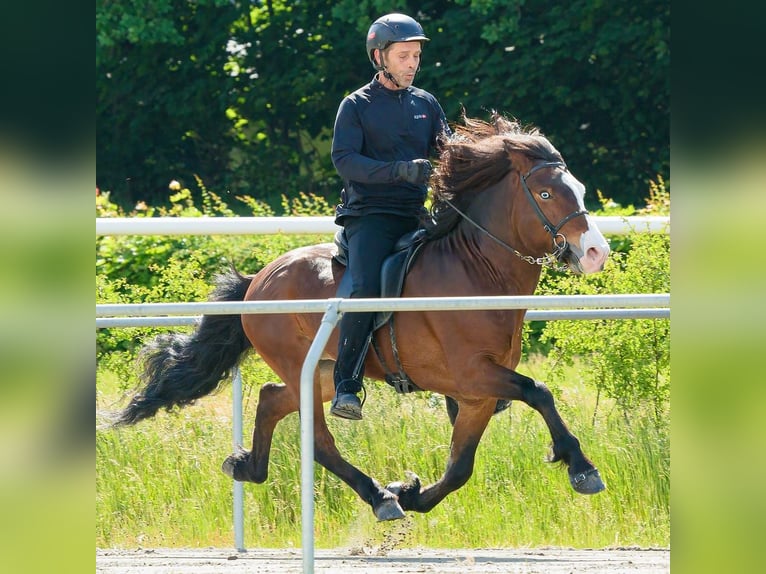 IJslander Hengst Bruin in Lebach