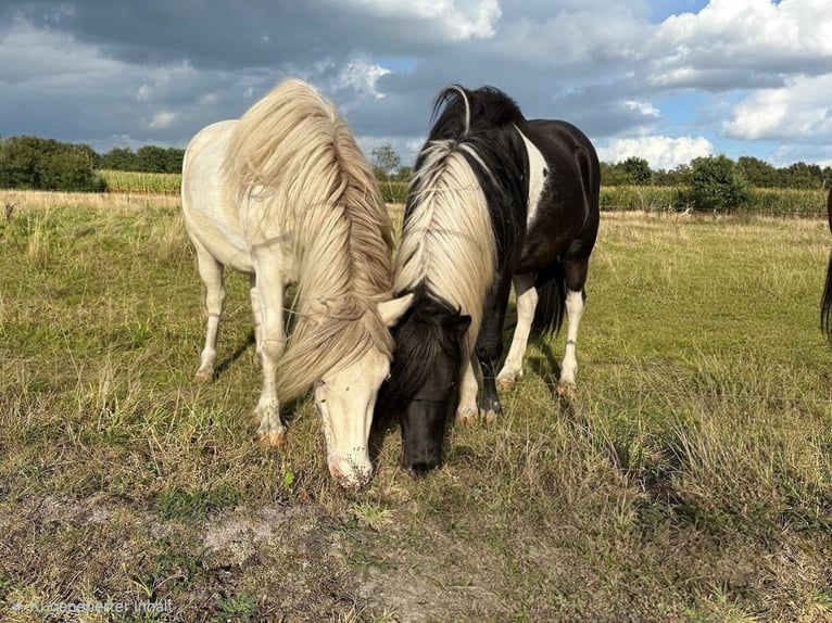 IJslander Hengst Gevlekt-paard in Hatten