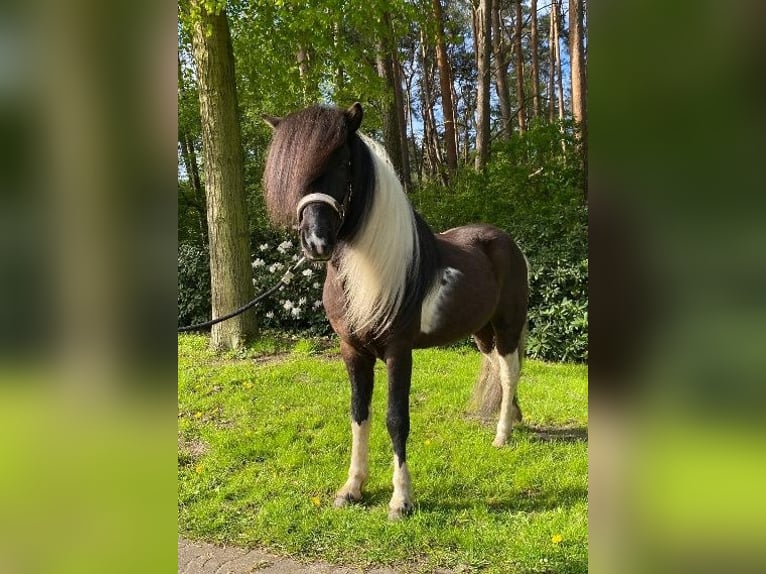 IJslander Hengst Gevlekt-paard in Hatten