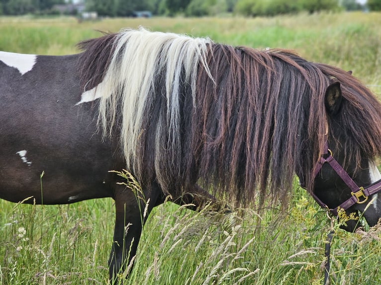 IJslander Hengst Gevlekt-paard in Geestland