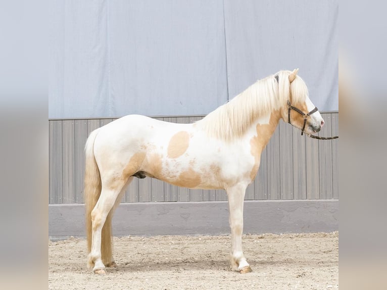 IJslander Hengst Gevlekt-paard in Thuine