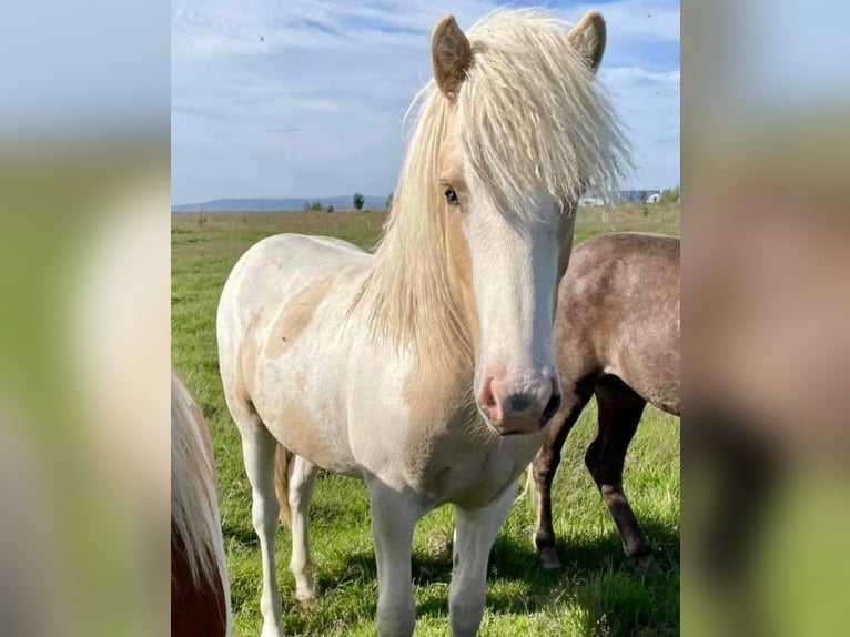 IJslander Hengst Gevlekt-paard in Thuine