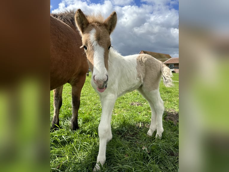 IJslander Hengst Gevlekt-paard in Thuine