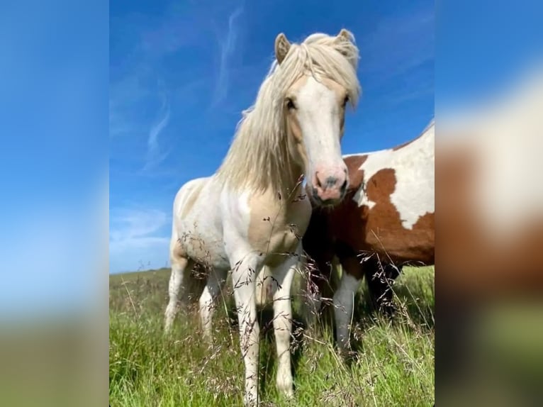 IJslander Hengst Gevlekt-paard in Thuine