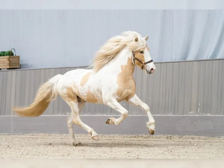 IJslander Hengst Gevlekt-paard in Thuine