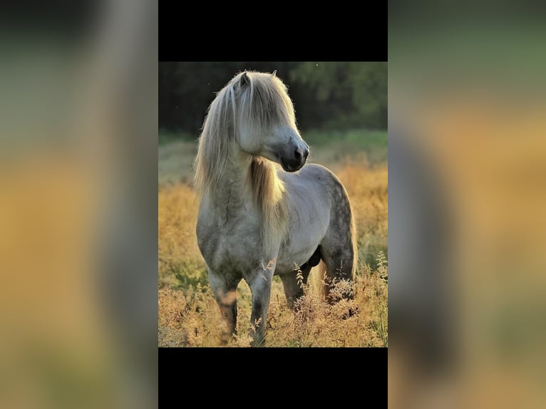 IJslander Hengst Gevlekt-paard in Neuenkirchen