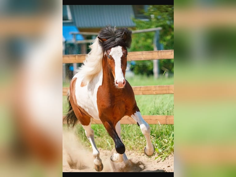 IJslander Hengst Gevlekt-paard in Ganderkesee