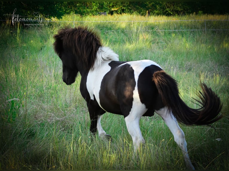 IJslander Hengst Gevlekt-paard in Neuwied